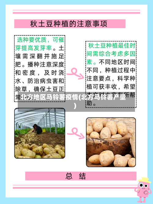 北方地区马铃薯疫情(北方马铃薯产量)