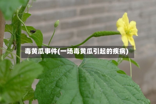 毒黄瓜事件(一场毒黄瓜引起的疾病)-第3张图片