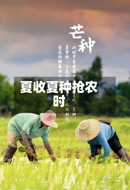 夏收夏种抢农时
