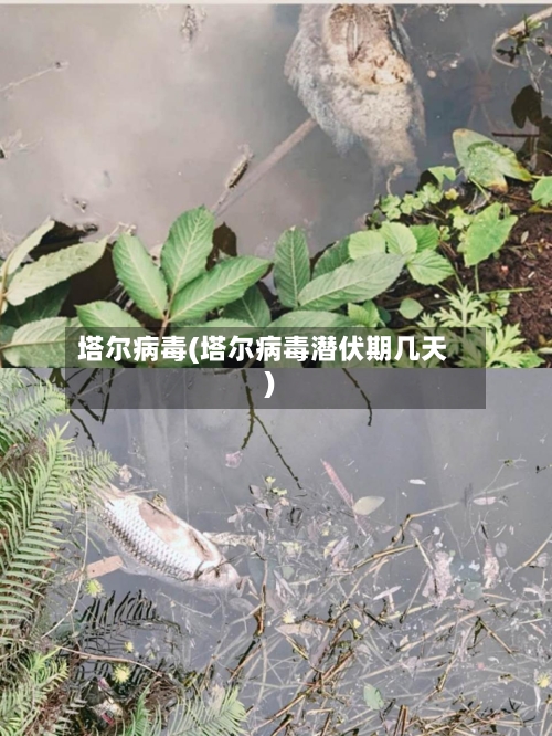 塔尔病毒(塔尔病毒潜伏期几天)