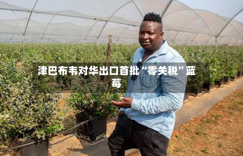 津巴布韦对华出口首批“零关税”蓝莓-第2张图片